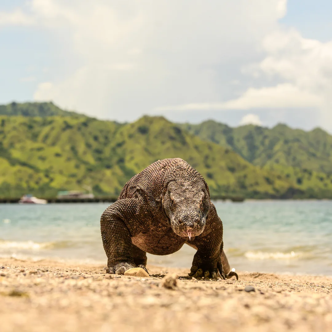 Komodo Island